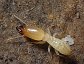 Reticulitermes flavipes, Subterranean termite soldier